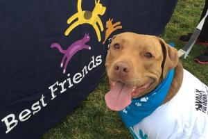Best Friends Forever Pet Care