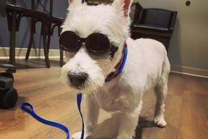 Healthy Paws Animal Hospital