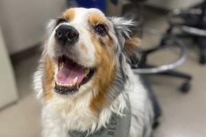 BluePearl Pet Hospital