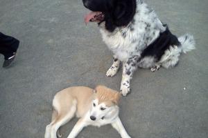 Rock Hill District Dog Park