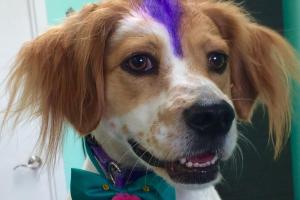 The Upscale Tail, Pet Grooming & Wellness Salon