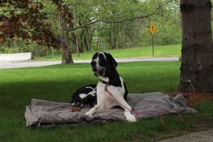 Forever Friends Great Dane Rescue, Inc.