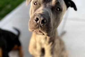 Bliss Pet Care