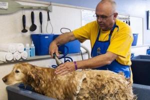 Mobile Pet Grooming West Palm Beach