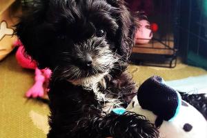 Waggy Tails Pet Sitting + Dog Walking, LLC