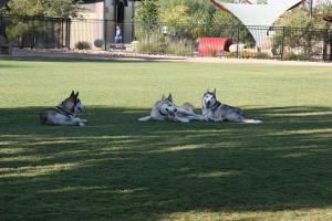 Bark Park