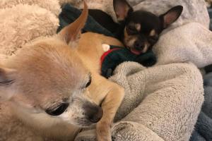 Emerald City Pet Rescue