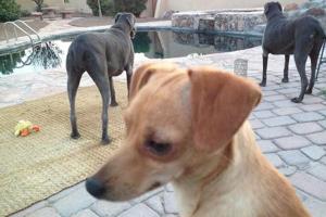 Amable Pet Sitting