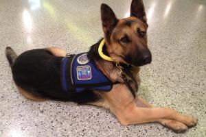 Shiloh K9 Obedience Training & Boarding Center